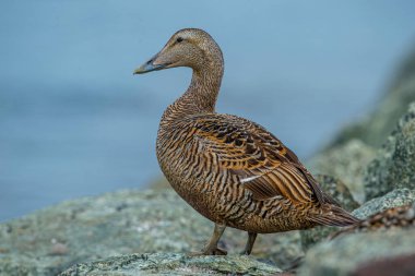 Eider goose (Somateria mollissima) is found along the northern coasts of Europe, Eastern Siberia and North America. This species breeds in the Arctic regions. Male individual. clipart