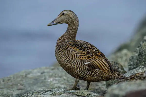 stock image Eider goose (Somateria mollissima) is found along the northern coasts of Europe, Eastern Siberia and North America. This species breeds in the Arctic regions. Male individual.