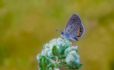 Bitki üzerinde Jewel Butterfly (Chilades trochylus)