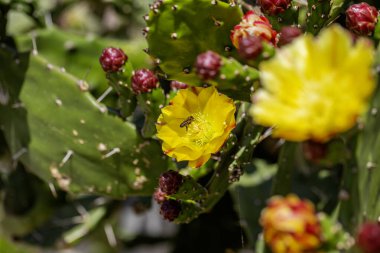 Yaygın adı: dikenli armut kaktüsü, bilimsel adı Opuntia maxima.