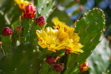 Common name: Prickly pear cactus, scientific name: Opuntia maxima clipart