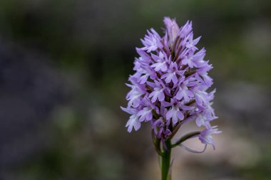 Sivri uçlu salep, piramit orkidesi (Anacamptis piramidalis) bir çayırda vahşice büyüyor