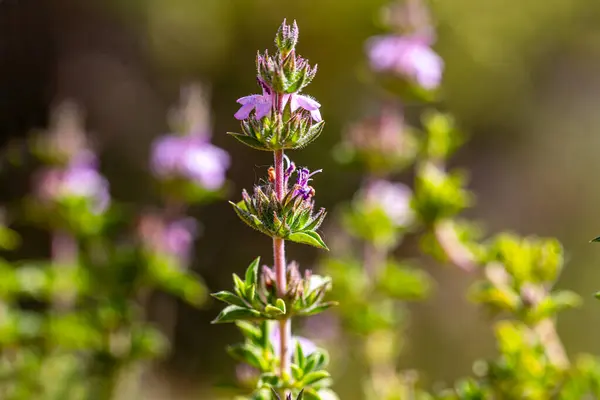 Aromatic and medicinal plant thyme plant and its flower in its natural environment in Yamanlar Mountain, Izmir.
