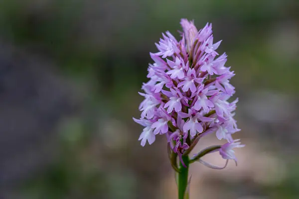 stock image Pointed salep, Pyramidal Orchid (Anacamptis pyramidalis) growing wild in a meadow
