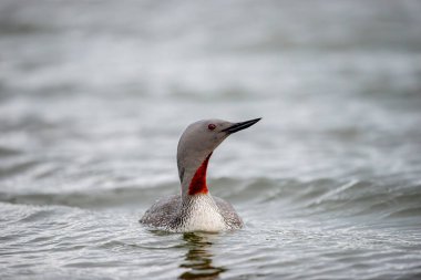 The exquisite beauty of the red-throated loon (Gavia stellata) (Icelandic red-throated loon) is a migratory water bird found in the northern hemisphere. clipart