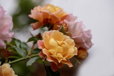 Bir Renk Sultanının Üç Rengi Yediveren Gülü.