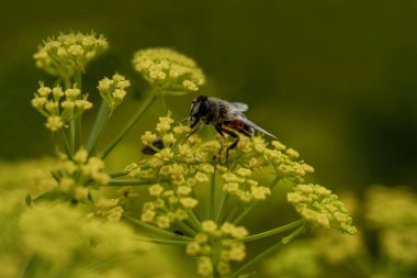 Drone fly (Hemipenthes morio) Sarı Fennel Çiçeği (Foeniculum vulgare) ile beslenir).