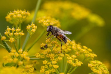 Drone fly (Hemipenthes morio) feeding on Yellow Fennel Flower (Foeniculum vulgare). clipart