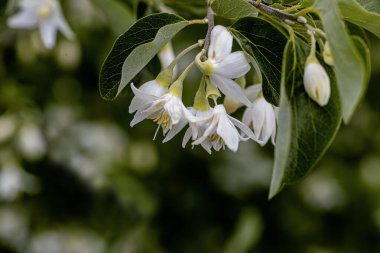 İzmir - Nif dağında tespih ağacı (styrax officinalis)
