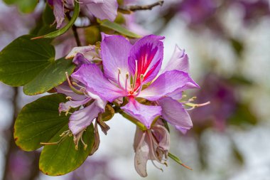Orchid Tree (Bauhinia variegata) with its beautiful colors in Izmir bostanli clipart