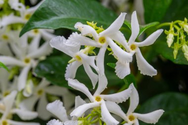Kokulu Arap yasemini. Trachelospermum Jasminoides.