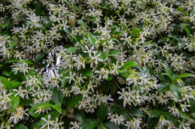 Kokulu Arap yasemini. Trachelospermum Jasminoides.