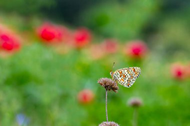 Daha büyük Benekli Eparhan Kelebeği (Melitaea phoebe)