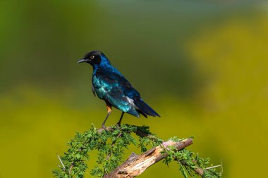 Afrika sığırcığı Kenya Masai Mara Wildernes