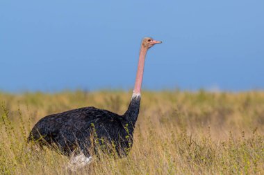 Erkek devekuşu (Struth io camelus). Tsavo Doğu Parkı. Kenya.