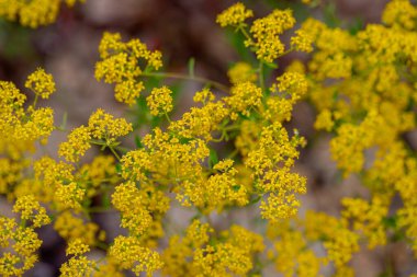 Sarı püskül çiçekleri - Latince adı - Alyssum murale