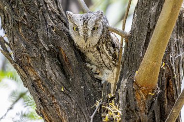 Afrika İshak baykuşu (Otus senegalensis) dinlenme ve kabuk kamuflaj Kruger Milli Parkı Güney Afrika ağacının altında uyku