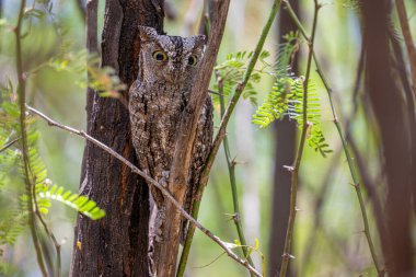 Afrika İshak baykuşu (Otus senegalensis) dinlenme ve kabuk kamuflaj Kruger Milli Parkı Güney Afrika ağacının altında uyku