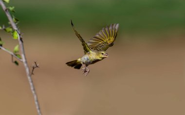 Maskeli Altın Weaver kuşu