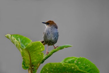 Hunter's cisticola is a species of bird in the family Cisticolidae. It is found in Kenya, Tanzania and Uganda. Its natural habitats are tropical moist mountainous and high-altitude shrublands. clipart