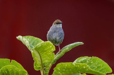 Hunter 's cisticola, Cisticolidae familyasından bir kuş türü. Kenya, Tanzanya ve Uganda 'da bulunur. Doğal habitatları tropikal nemli dağlık ve yüksek rakımlı çalılıklardır..