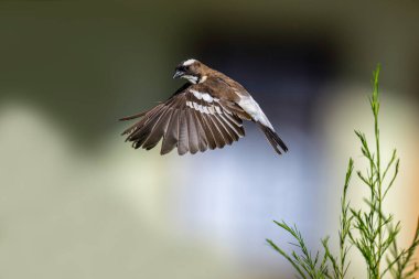 White-browed sparrow-weaver (Plocepasser mahali), Mpala Research Center, Laikipia, Kenya clipart