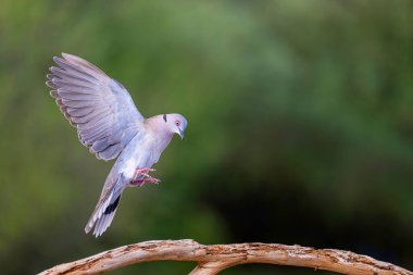 Kırmızı gözlü güvercin (Streptopelia semitorquata)