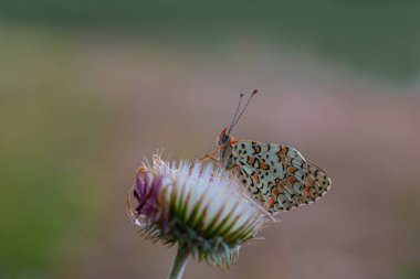 Daha büyük Benekli Eparhan Kelebeği (Melitaea phoebe)