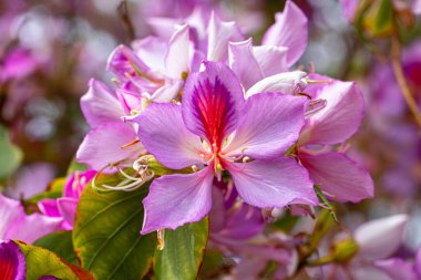 Orkide Ağacı (Bauhinia variegata) İzmir bostanli 'de güzel renkleriyle