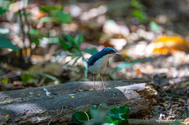 Sibirya mavisi açık kahverengi göz halkaları, kafa ve üst vücut grimsi-kahverengidir. Kıçı ve kuyruğu mavi. Yanakları, göğsü ve kanatları sarımsı.-