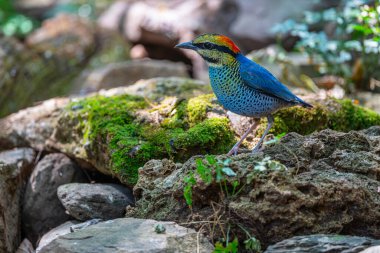 Beautiful adult Blue pitta (Hydrornis cyaneus) stand upon the rock in the nature, Khao Yai NP, Thailand. clipart