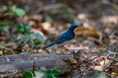 Sibirya mavisi ardıç kuşu (Luscinia siyane) güzel mavi ve beyaz kuş temiz kayanın üzerinde duruyor.