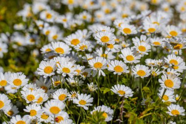 Beyaz papatya çiçeği demek aşk sonsuzluk demek.