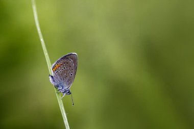 Çok Gözlü Güzel Mavi Kelebek (Polyommatus bellis)