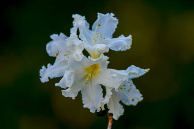 Rhododendron Cunninghamms Beyaz Çiçek Bahar Bahçesi .