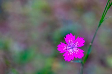 İzmir - Yamanlar dağında karanfil çiçeği (Dianthus Deltoides)