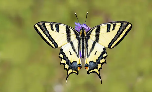 stock image Tiger Swallowtail butterfly (Papilio alexanor) on plant