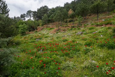 İzmir 'in Nif Dağı' ndaki ormanda vahşi şakayıklar. (Peeonia peregrina romanica).