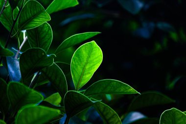 Yoğun ormandaki yeşil yaprakların yakın plan çekimi; yapraklardaki damarları göstermek için güneş ışığının etrafa saçıldığı ya da yaprakların ana hatlarını göstermek için etrafa saçıldığı arka plandaki karanlık orman. Güzel manzara.