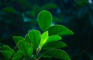 Yoğun ormandaki yeşil yaprakların yakın plan çekimi; yapraklardaki damarları göstermek için güneş ışığının etrafa saçıldığı ya da yaprakların ana hatlarını göstermek için etrafa saçıldığı arka plandaki karanlık orman. Güzel manzara.