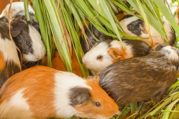 Guinea pigs eating after eating grass.Caviidae.Hamster on the ground,Hamster.