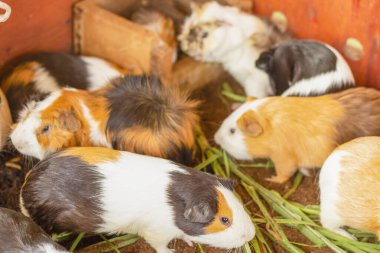 Kobay fareleri otları yedikten sonra yiyorlar. Cavida. yerde hamster var, Hamster.