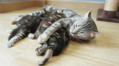 Anne kediden süt emen kedi yavrusu. Süt emen küçük kedi yavrusu. Yavru kedi, kapat şunu..