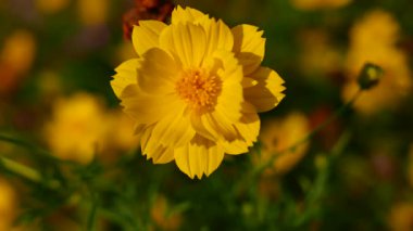 4k Bahçedeki Güzel Sarı Çiçek (Cosmos) / Meksikalı Aster Sarı / Kozmos bipinnatus / Yakın çekim.