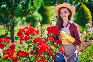 Hasır şapkalı, önlüklü ve sarı lastik eldivenli çekici, mutlu kadın bahçıvanın portresi gül çiçeklerini sulamak için sprey şişe tutuyor ve bahçede bahçe işlerinin keyfini çıkarıyor.    