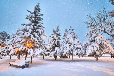 Kozalaklı ağaçlar, fenerler ve kış parkında karla kaplı ahşap banklar. Kış peri masalı manzarası 