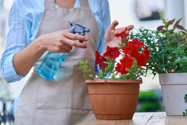 stock image Flower pot of red petunia and spray bottle for watering balcony plants