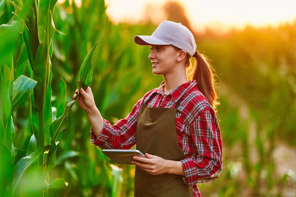 Chytrá Žena Farmář Agronomista Pomocí Digitálních Tablet Pro Zkoumání Kontrolu — Stock fotografie