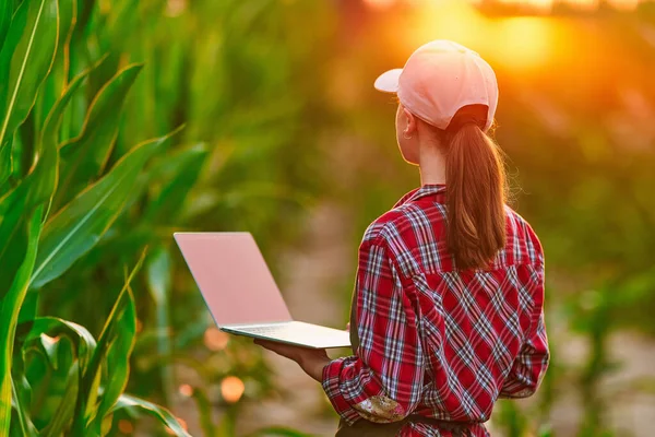Mujer Agrónoma Agricultora Inteligente Que Utiliza Computadora Digital Para Examinar —  Fotos de Stock