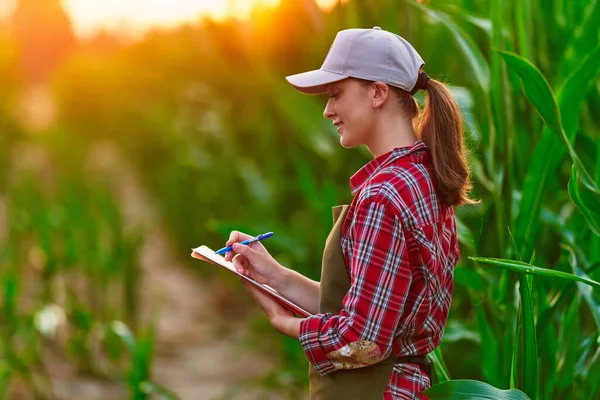 トウモロコシ畑で働く女性農業学者と収穫の収入を計画しています 生産トウモロコシの品質管理を検討し チェックする女性 農業経営 農業事業 — ストック写真